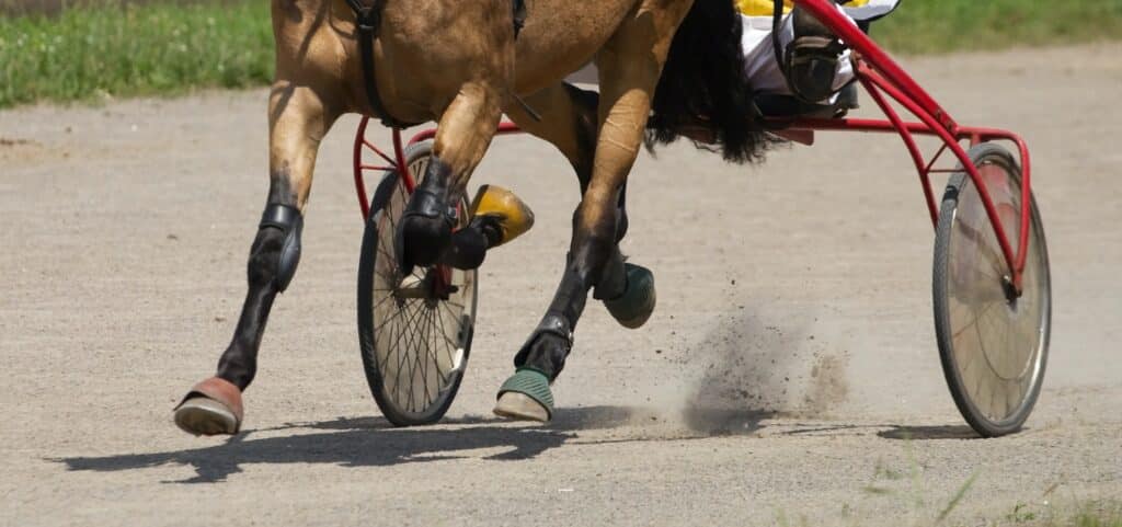 harness-races-banner-image-1024x481-1 (1)