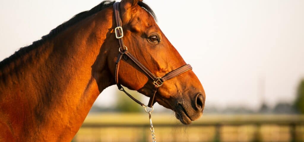 japan-race-tracks-danon-smash-banner